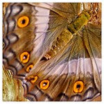 Collection: Metamorpha<br>Print Designs: Sun and Moon Moth<br>Style: Square Chiffon Scarf (50 x50 ) Reverse